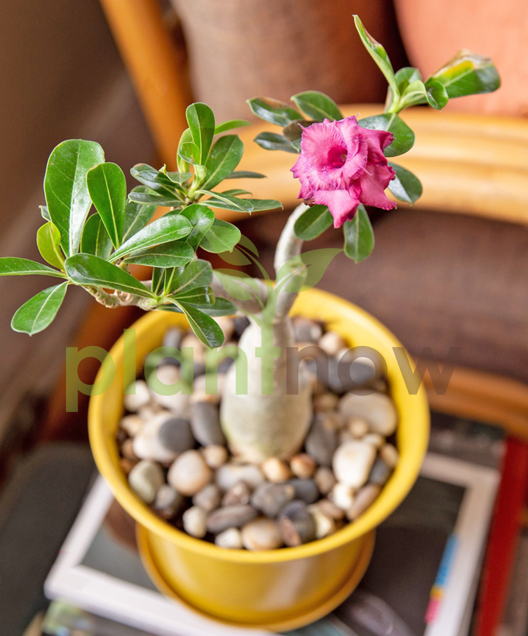 Buy Plants Online in Dubai Buy Desert Rose Adenium Obesum Plants Online at Low Price in UAE